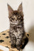 Cute Maine Coon kitten with fluffy coat and ear tufts in Iris product display