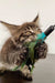 Fluffy Maine Coon kitten batting at a feathered toy with playful energy