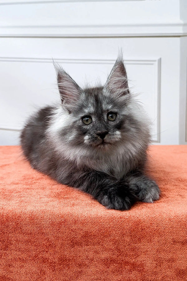 Fluffy gray Maine Coon kitten with pointed ears, looking alert and adorable