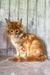 Orange tabby Maine Coon kitten with fluffy fur and alert eyes ready for fun