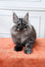 Fluffy gray Maine Coon kitten with alert ears sitting on vibrant orange surface