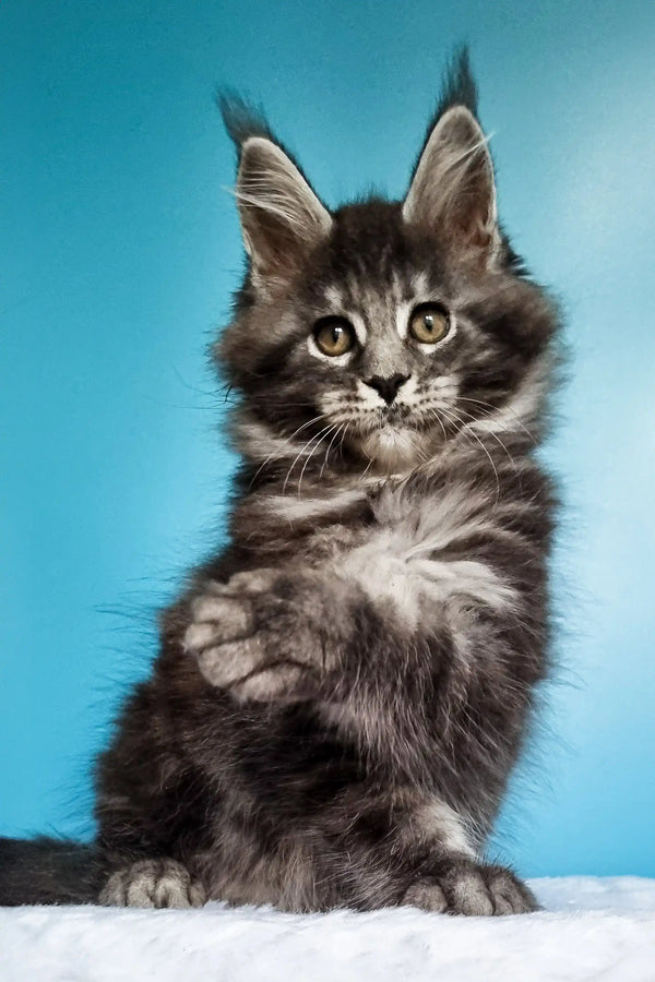 Fluffy gray Maine Coon kitten with alert ears, perfect for the Iris collection