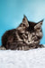 Fluffy gray tabby Maine Coon kitten with pointed ears and an alert expression