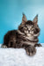 Adorable Maine Coon kitten Iris with fluffy fur and cute ear tufts