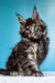 Fluffy gray Maine Coon kitten Iris with bright eyes and alert ears ready to play