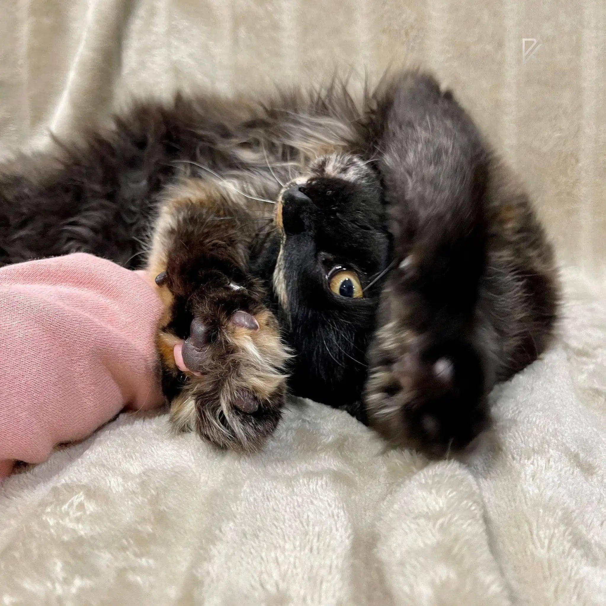 Maine Coon Kittens for Sale Iris | Kitten