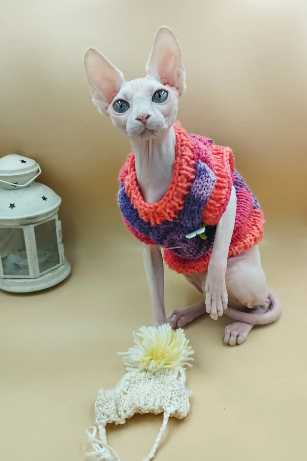 Hairless Sphynx kitten Iris rocking a cozy, colorful knitted sweater