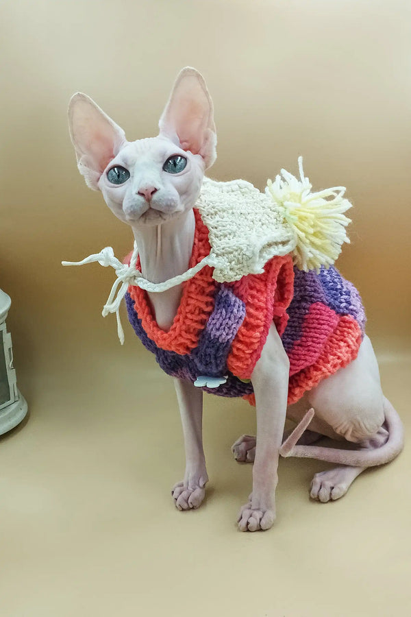Hairless Sphynx kitten Iris in a cozy, colorful knitted sweater looking adorable