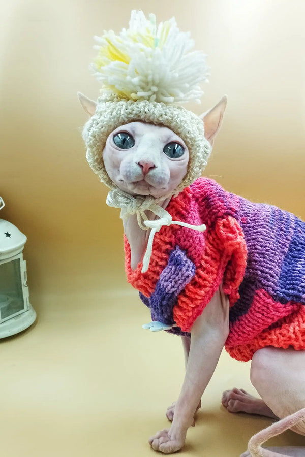 Cute Sphynx kitten Iris rocking a cozy knitted hat and sweater