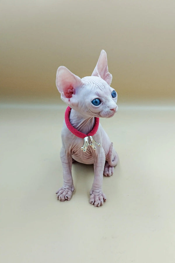 Adorable Iris Sphynx kitten in a red collar with a bell, ready to steal hearts