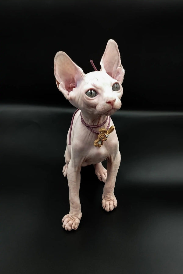 Adorable Hairless Sphynx Kitten Iris with big ears and a gold collar