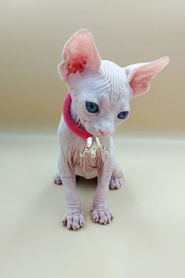 Adorable Hairless Sphynx Kitten in a pink collar from Iris Sphynx collection