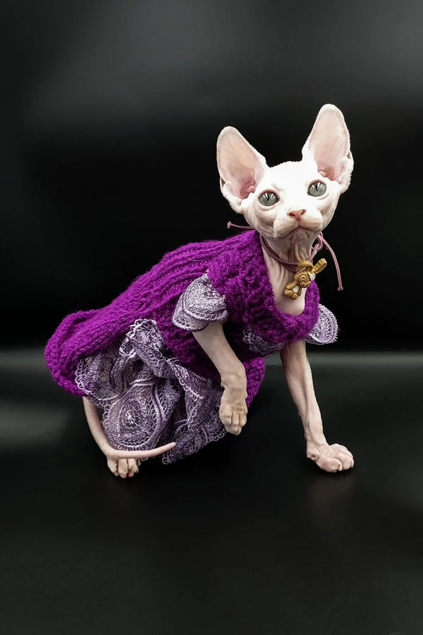 Hairless Iris Sphynx kitten in a stylish purple and silver dress with a cape