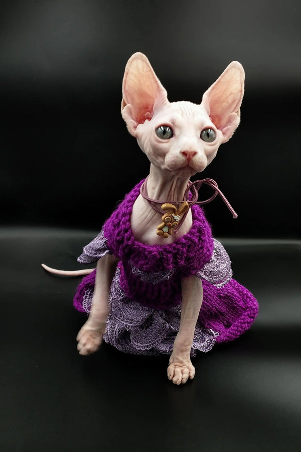 Cute Iris Sphynx Kitten in a purple outfit and gold necklace looking fabulous