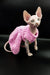 Cute Iris Sphynx kitten in a fluffy pink sweater, showcasing her hairless charm