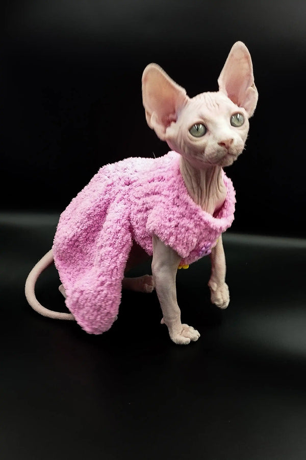 Cute Iris Sphynx kitten in a fluffy pink sweater, showcasing her hairless charm