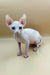 Adorable Iris Sphynx kitten with big ears and stunning blue eyes