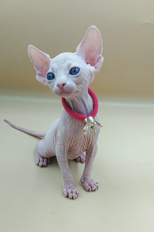 Cute Hairless Sphynx Kitten with Blue Eyes and Pink Collar, the Iris Sphynx Kitten