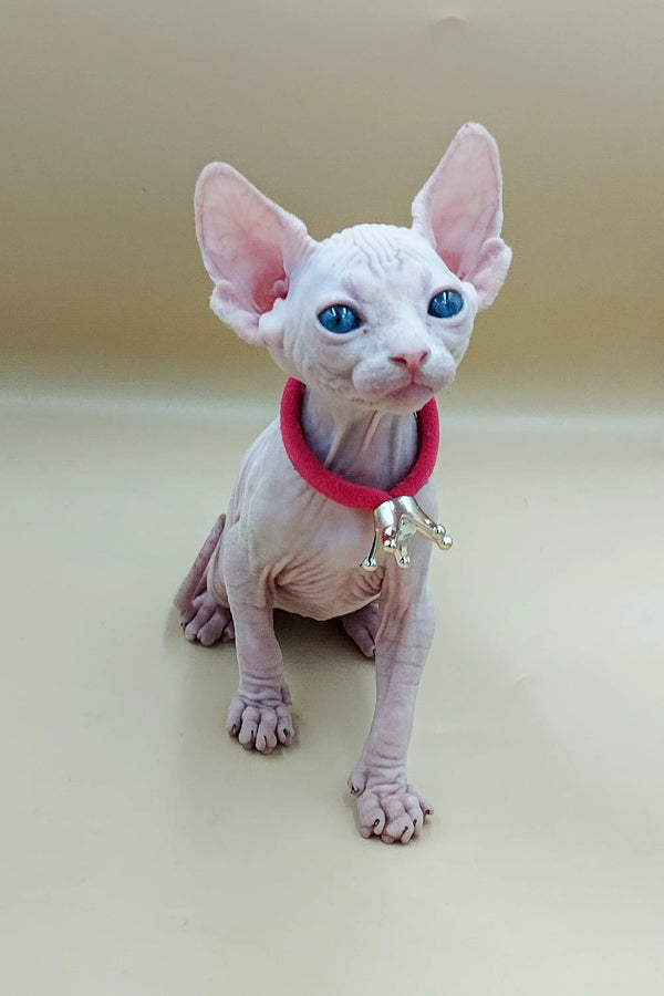 Adorable Iris Sphynx kitten with blue eyes in red collar, perfect addition to your home