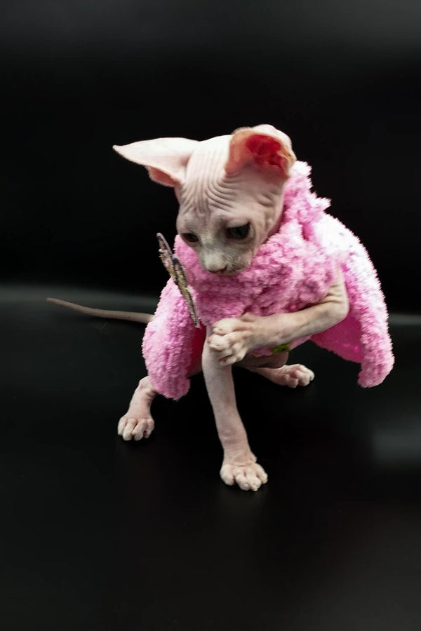 Cute Iris Sphynx Kitten snuggled in a pink sweater, showing off its hairless charm