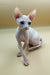 Cute Hairless Sphynx Kitten with big ears and wrinkles, perfect for Iris Sphynx lovers