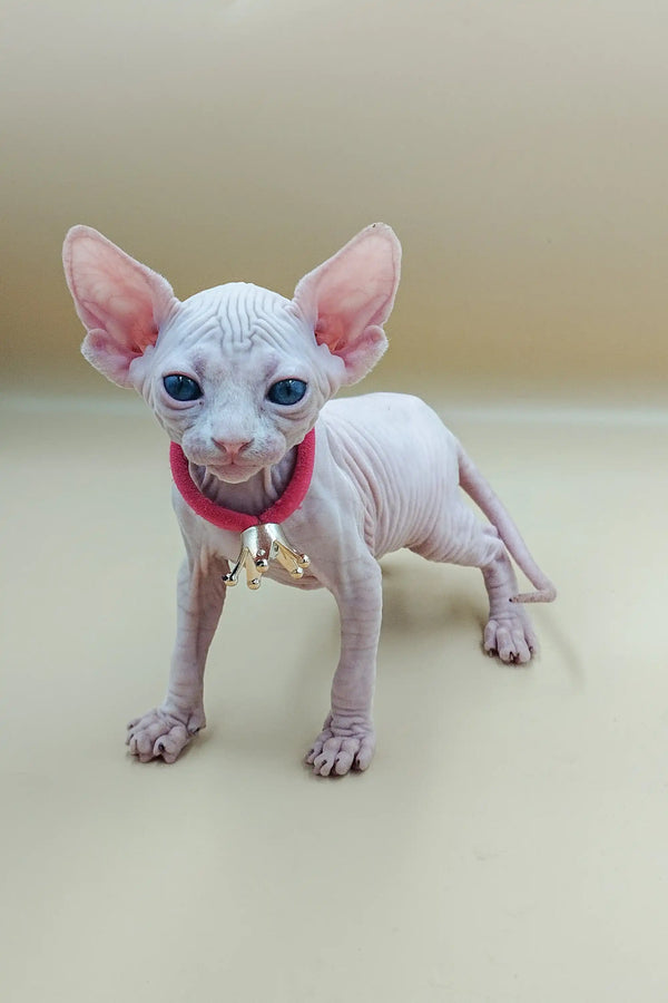 Adorable Hairless Sphynx Kitten named Iris sporting a red collar with a bell
