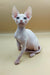 Adorable Iris Sphynx kitten with big ears and blue eyes sitting cutely upright
