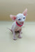 Hairless Sphynx kitten with a red collar, perfect for your Iris Sphynx collection