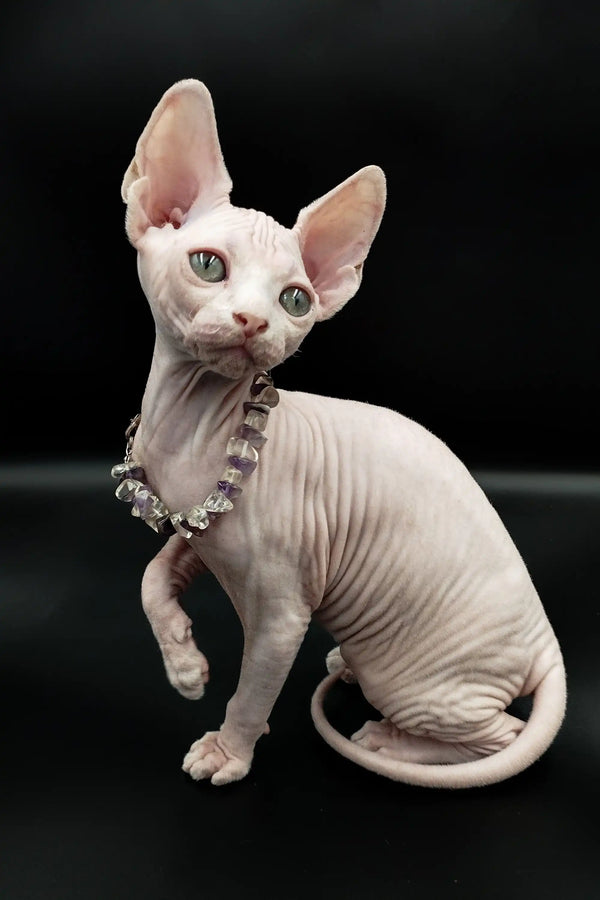 Adorable Hairless Sphynx Kitten in a jeweled collar, perfect for an Iris Sphynx lover
