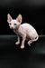 Iris Sphynx kitten with large ears and wrinkled skin sitting on a dark surface