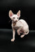 Hairless Sphynx kitten with big ears and wrinkles, perfect for anyone loving Iris Sphynx