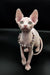 Cute Iris Sphynx Kitten rocking a stylish decorative collar or necklace