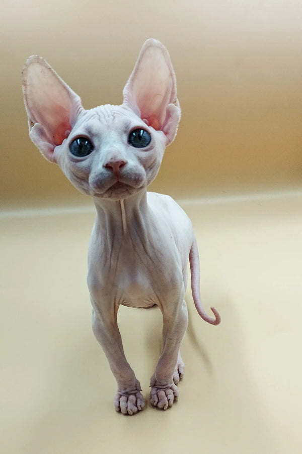 Cute Iris Sphynx Kitten with big ears and bright blue eyes, perfect for cuddles