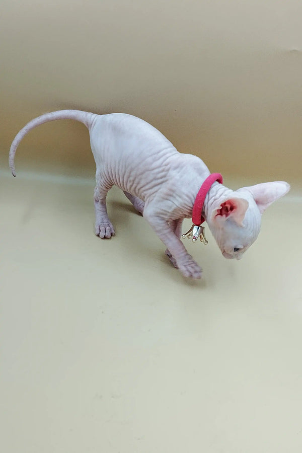 Adorable Iris Sphynx Kitten with pink skin and red collar, perfect for cat lovers
