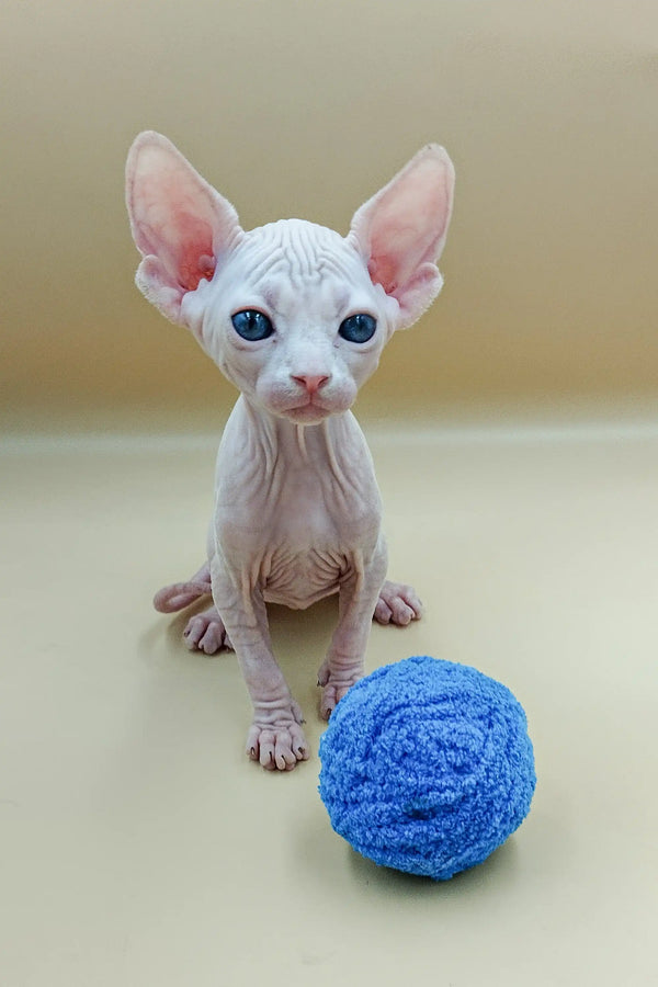 Adorable Iris Sphynx kitten relaxing next to a playful blue yarn ball