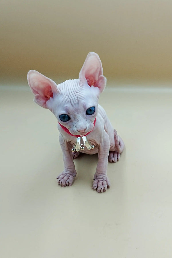Adorable Iris Sphynx kitten with big ears and blue eyes wearing a cute bell collar