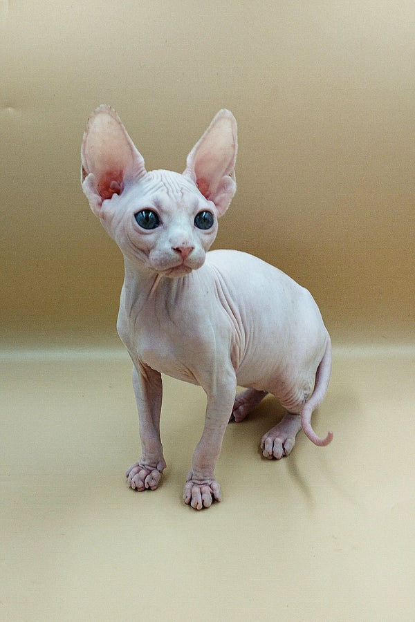 Adorable Iris Sphynx Kitten with big ears and blue eyes ready for snuggles