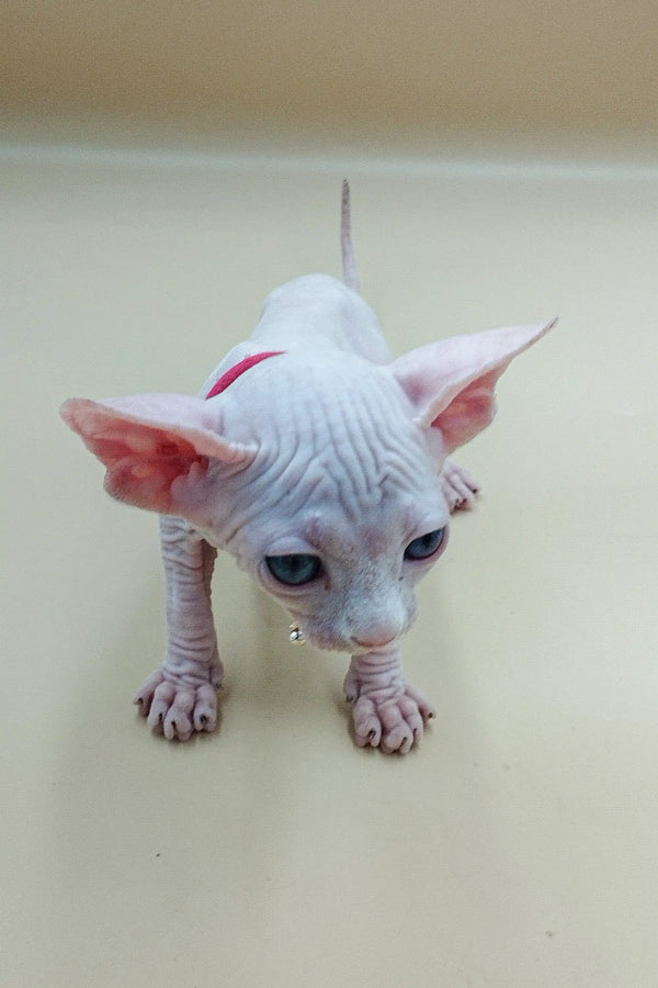 Adorable Iris Sphynx kitten with wrinkled skin and big ears, ready for cuddles!