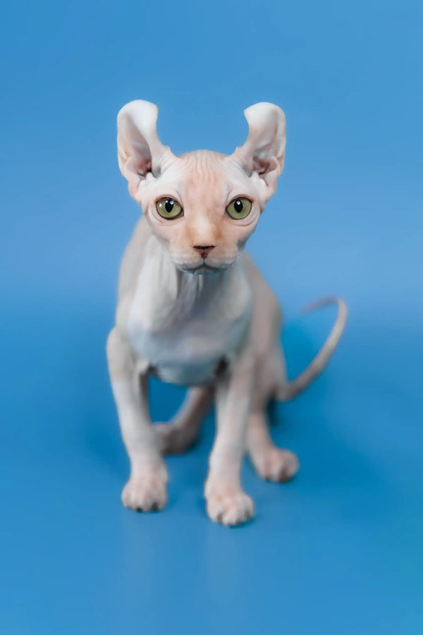 Irish | elf sphynx kitten