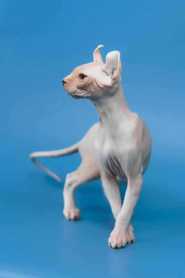 Irish | elf sphynx kitten