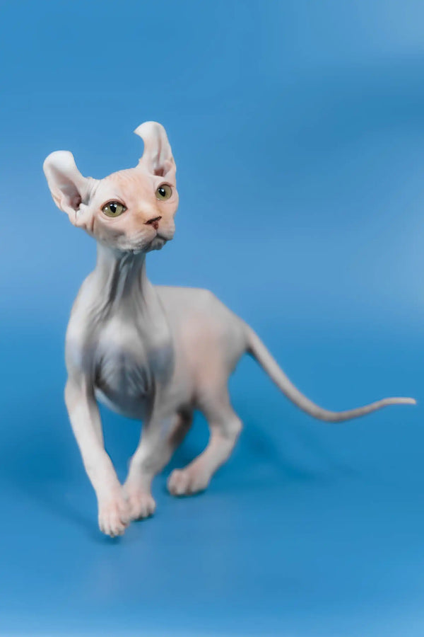 Irish | elf sphynx kitten
