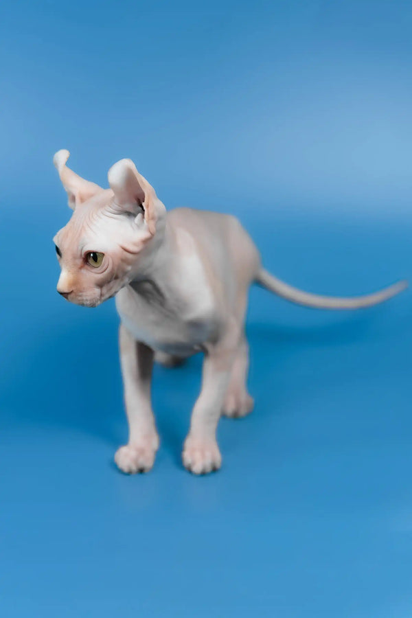Irish | elf sphynx kitten