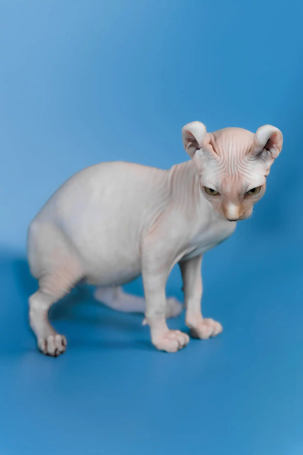 Irish | elf sphynx kitten