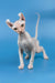 Irish | elf sphynx kitten