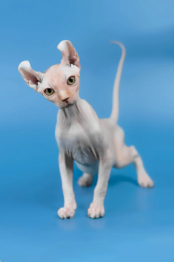 Irish | elf sphynx kitten