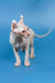 Irish | elf sphynx kitten