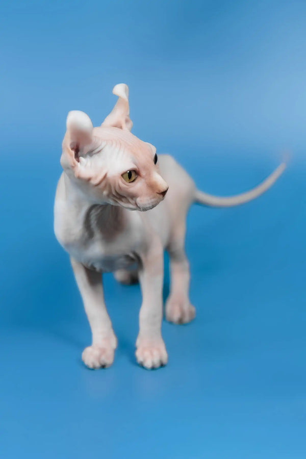 Irish | elf sphynx kitten
