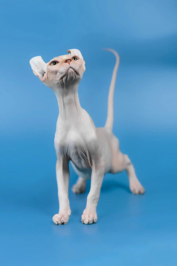 Irish | elf sphynx kitten