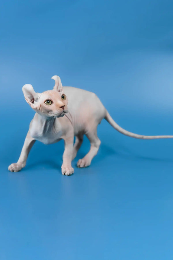Irish | elf sphynx kitten