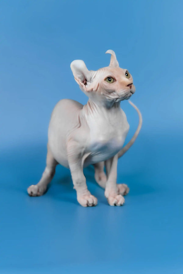 Irish | elf sphynx kitten